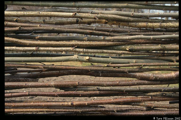 Fence, Trädgårdsföreningen